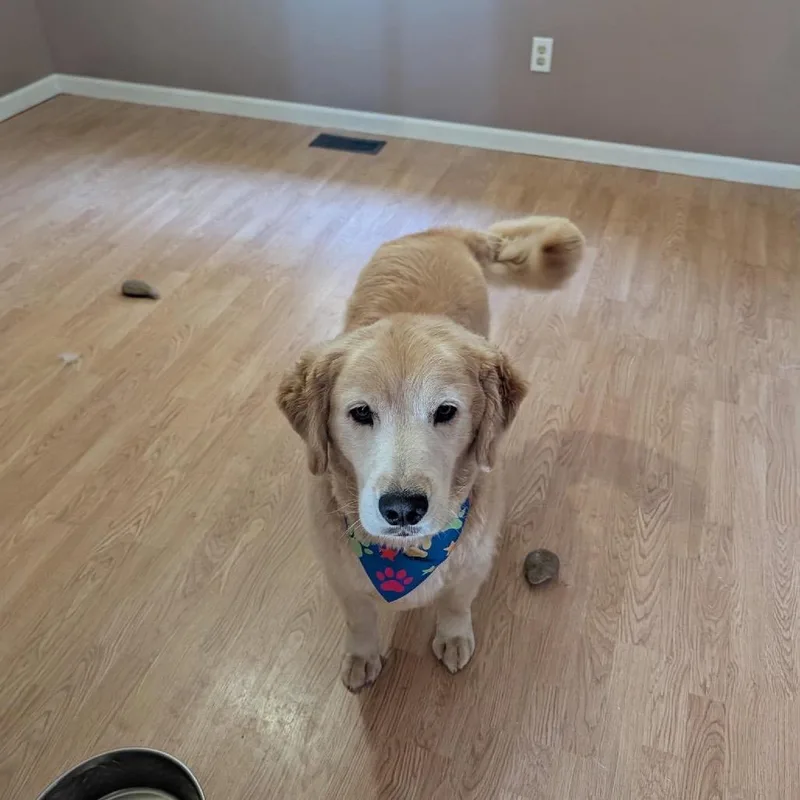 Odie thumbnail 2