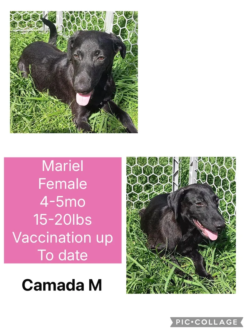 A baby medium-sized female Flat-Coated Retriever dog named Mariel for adoption in Virginia Beach, VA