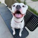 An adult medium-sized female Brown / Chocolate Pit Bull Terrier dog named Stormey for adoption in Moline, IL
