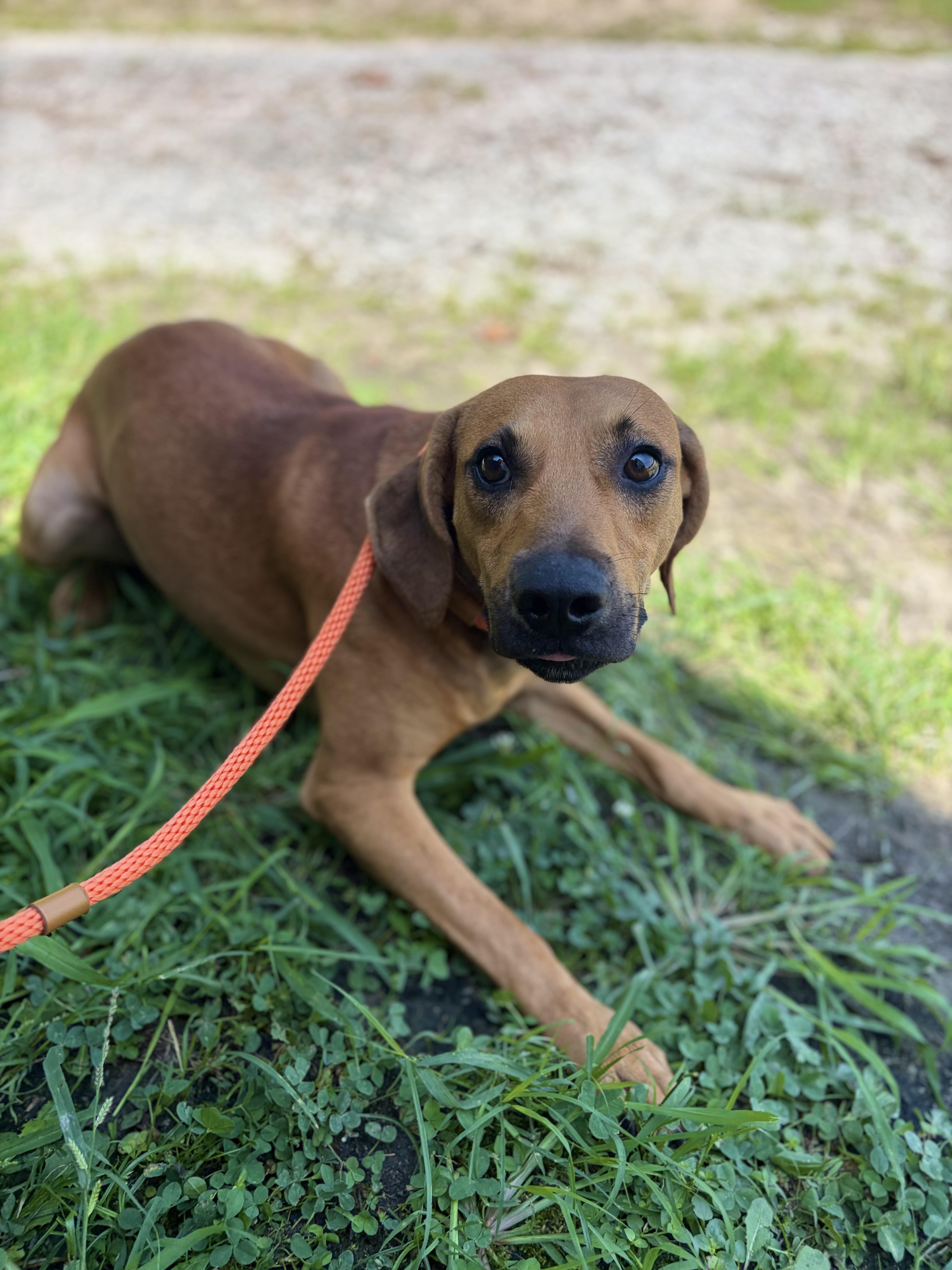 An adult medium-sized male Red / Chestnut / Orange Mixed Breed dog named Repeat for adoption in Winnsboro, SC