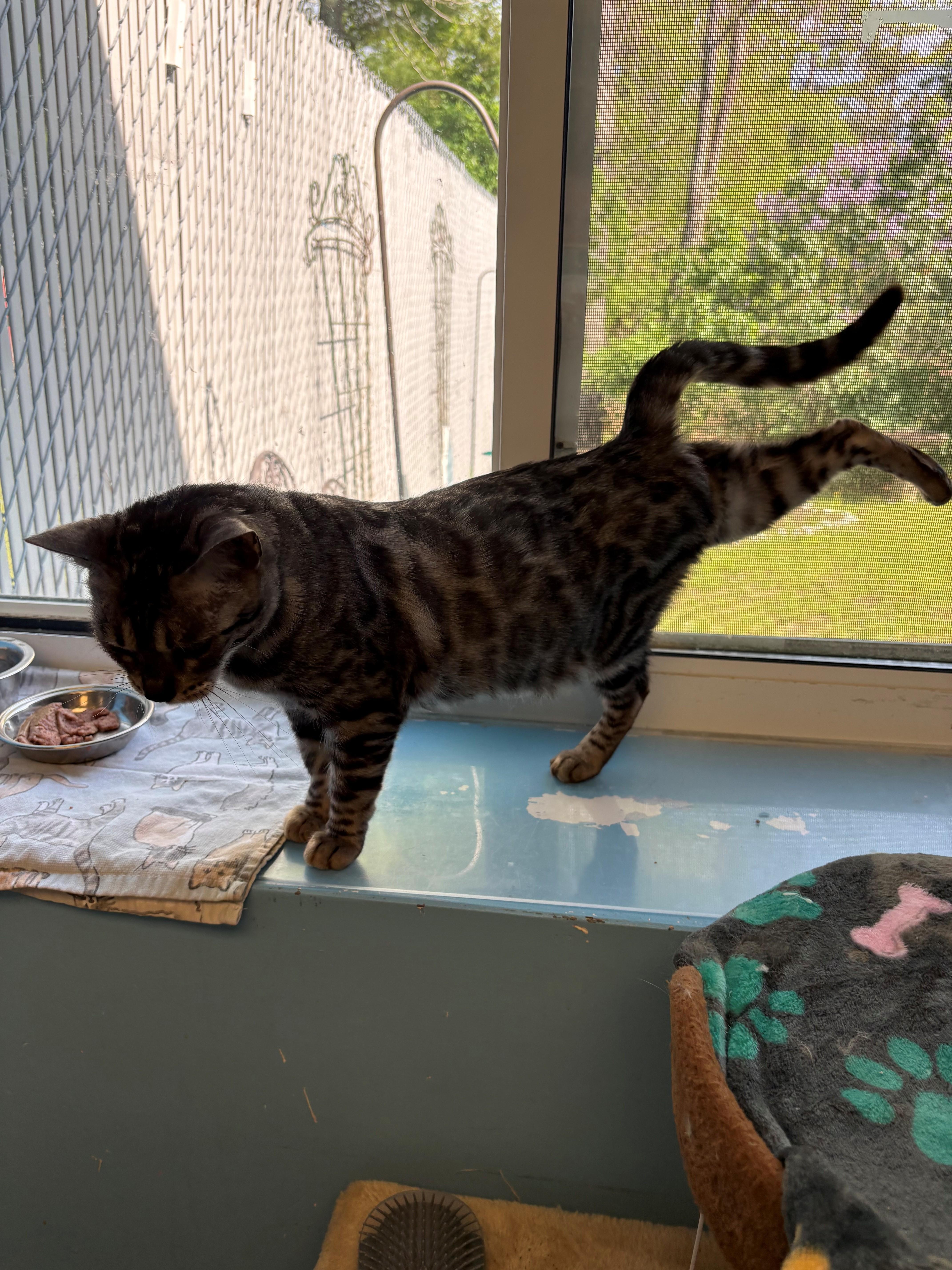 A young large-sized female Gray / Blue / Silver Bengal cat named Bali for adoption in Kingston, MA