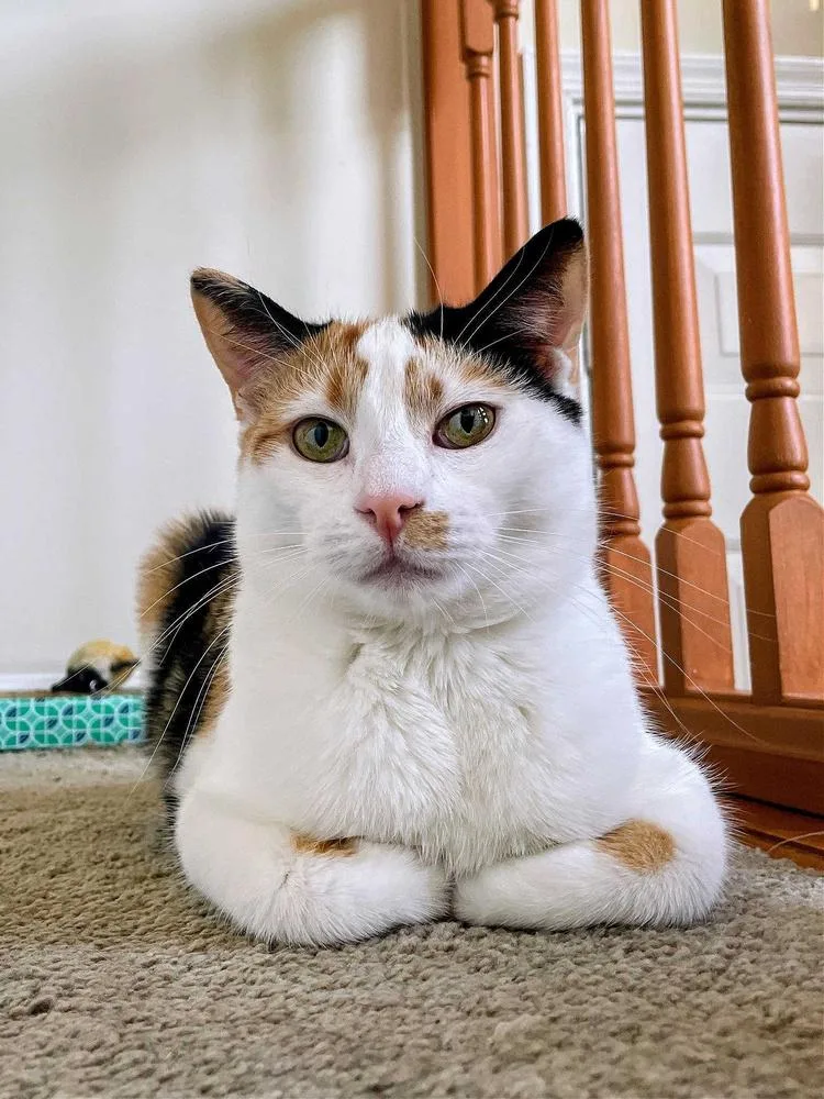 Gemma Crystal thumbnail 2