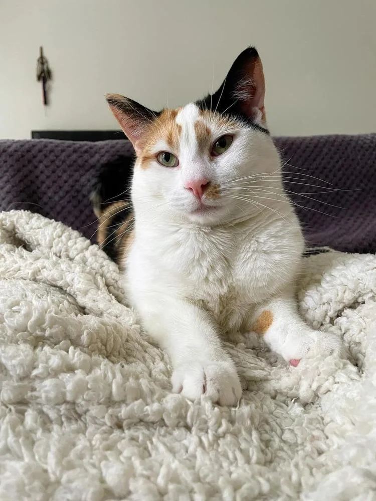 Gemma Crystal thumbnail 3