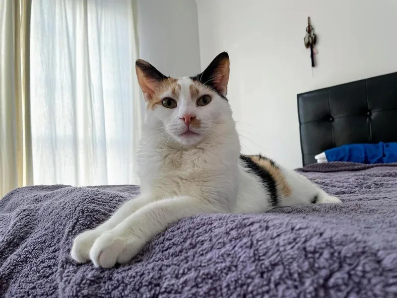 Gemma Crystal thumbnail 4