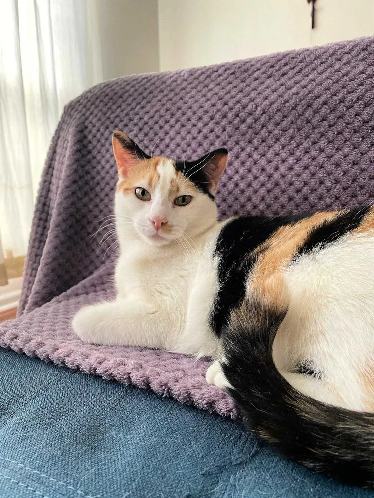 Gemma Crystal thumbnail 5