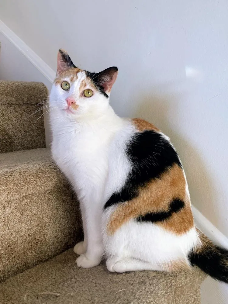 Gemma Crystal thumbnail 6