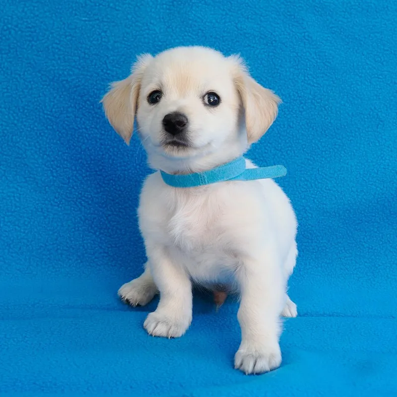 A baby small-sized male Yellow / Tan / Blond / Fawn Pomeranian dog named Parker for adoption in Point Richmond, CA