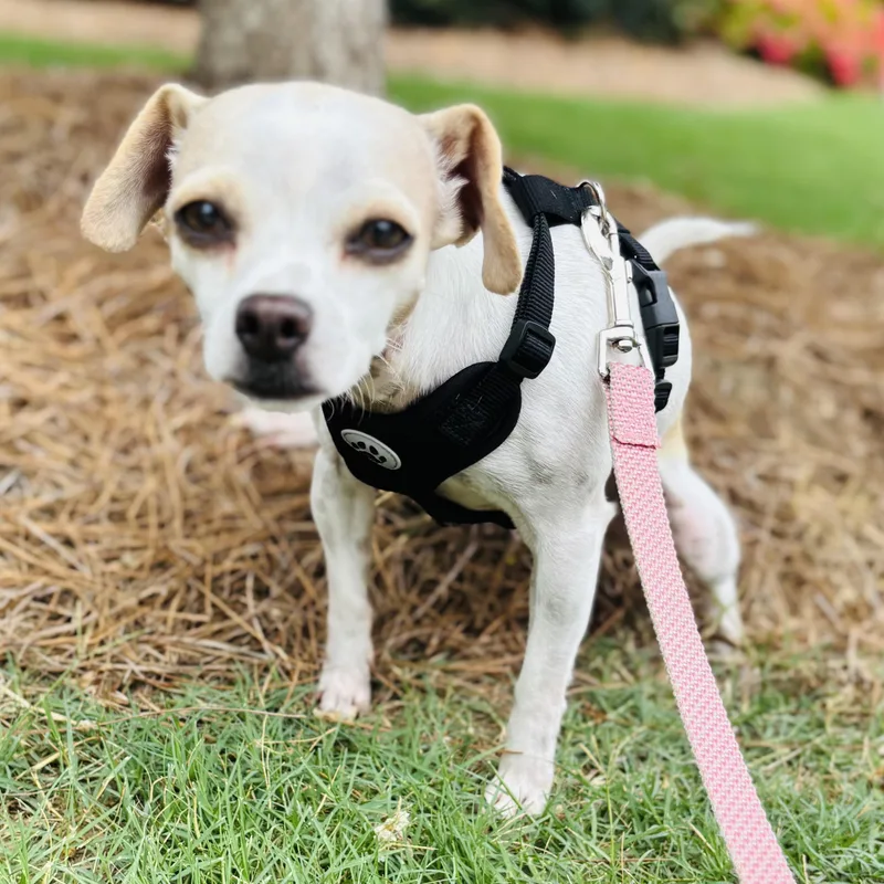 An adult small-sized female Chihuahua dog named Terry for adoption in atlanta, GA
