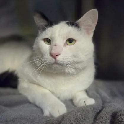 An adult large-sized male Domestic Short Hair cat named Uncle Buck for adoption in Westland, MI