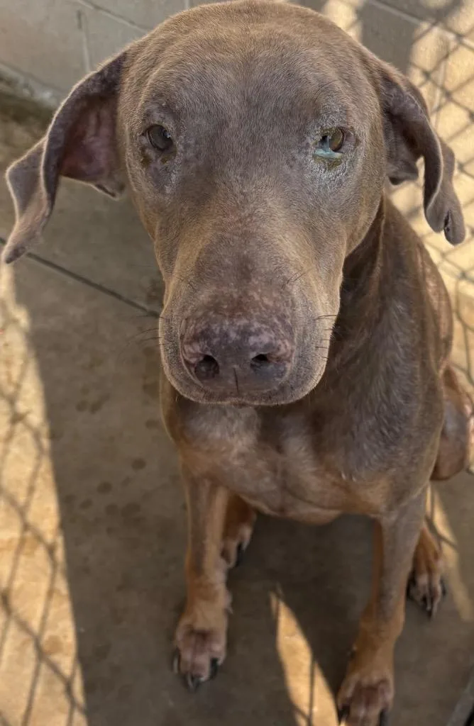 An adult large-sized male Doberman Pinscher dog named Sammy for adoption in Elizabethton, TN