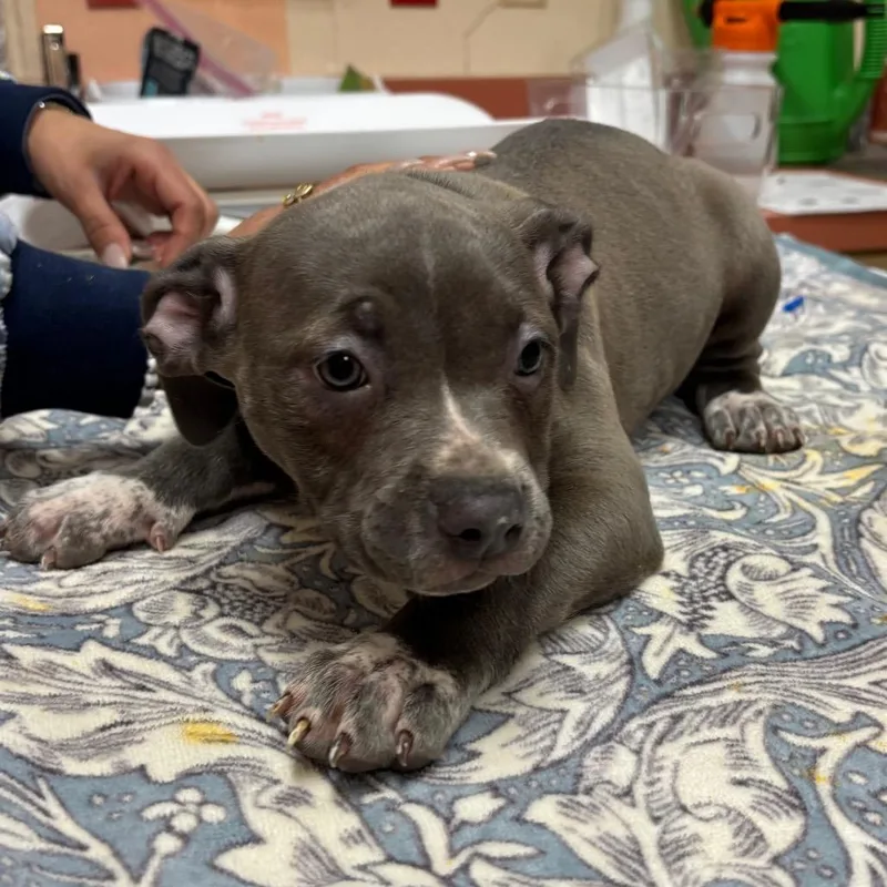 A baby small-sized female Gray / Blue / Silver Pit Bull Terrier dog named Existential Crisis for adoption in Springfield, MA