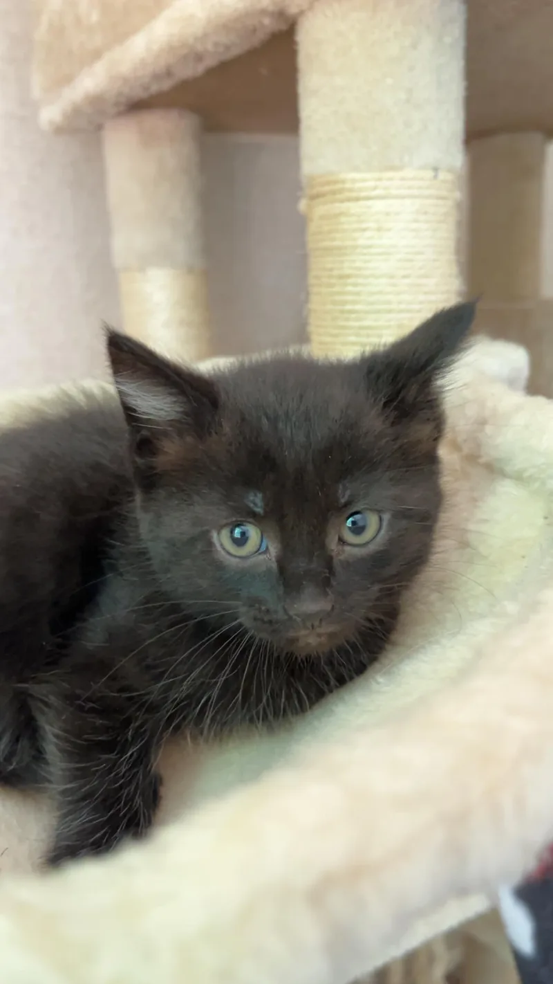 A baby small-sized female Domestic Short Hair cat named Zara for adoption in Knoxville, TN