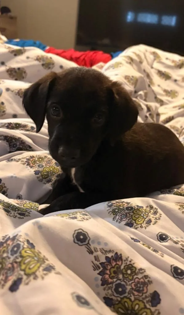 A baby medium-sized male Labrador Retriever dog named Smedley for adoption in Sorrento, LA