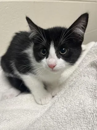 An adult small-sized female Domestic Short Hair cat named Ayame for adoption in Fairfax, VA