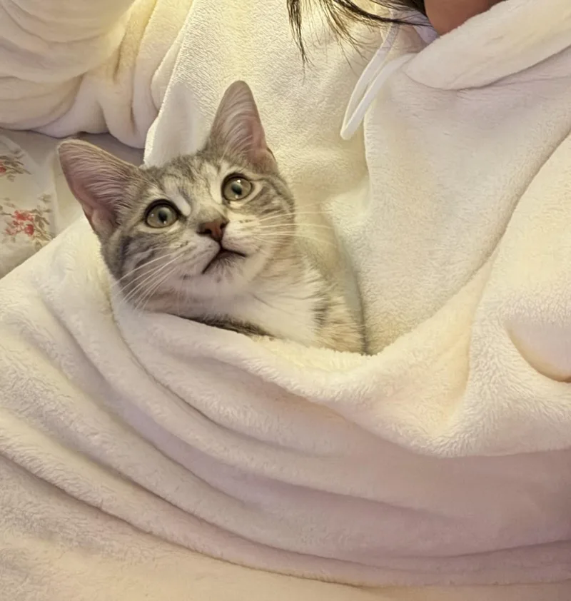A baby small-sized female Domestic Short Hair cat named Slate for adoption in San Jose, CA
