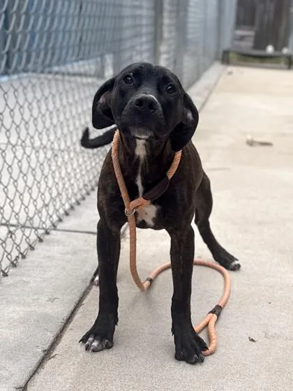 A young medium-sized female Pit Bull Terrier dog named Jelly Paw for adoption in King William, VA