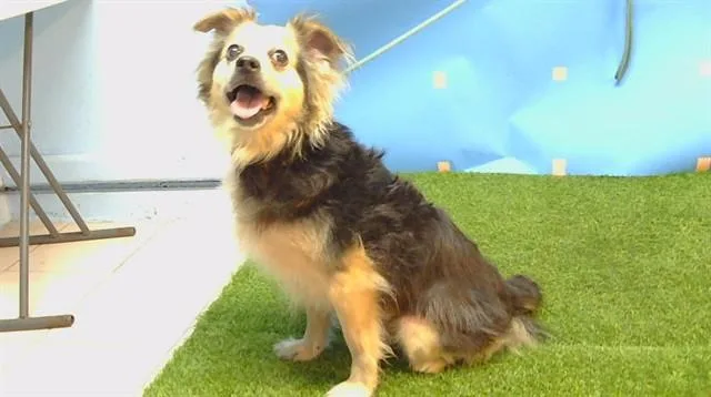 A senior medium-sized male Papillon dog named Mugsy for adoption in Gardena, CA