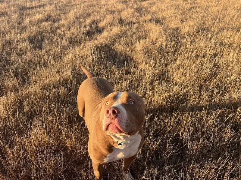 Xl Bullyred Nose Mix thumbnail 2