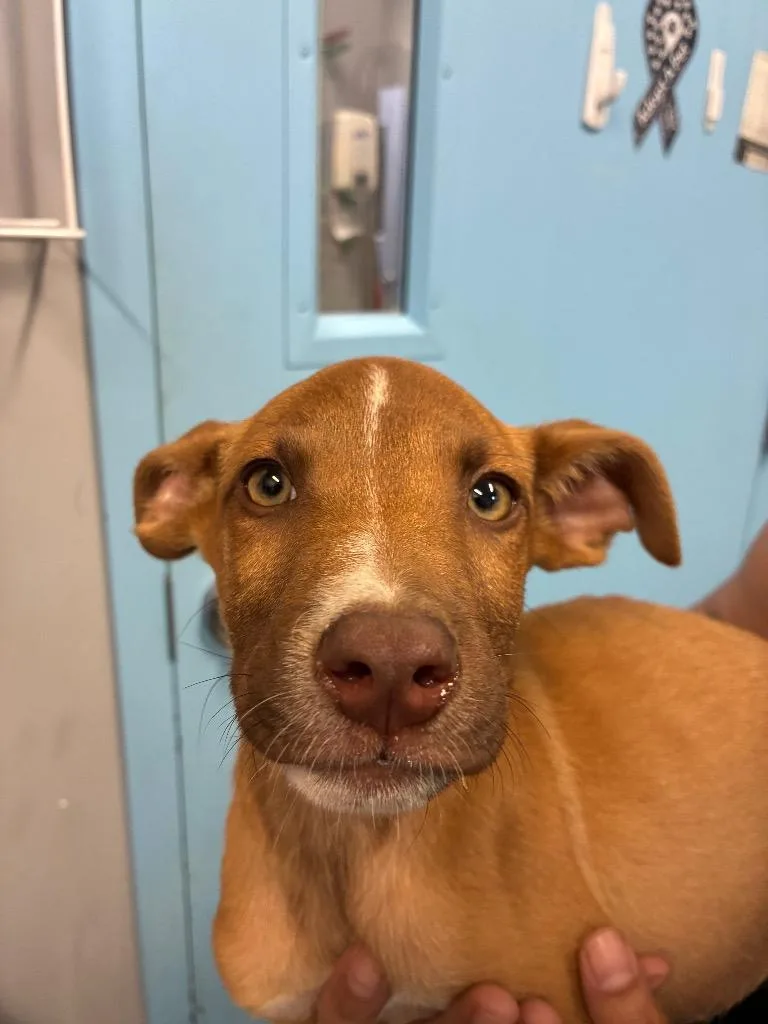 A baby medium-sized male Australian Shepherd dog named Pistachio for adoption in Bloomington, IN