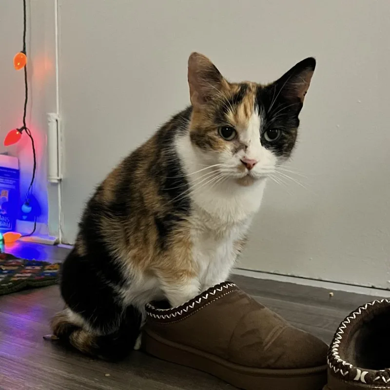 Omelette thumbnail 2