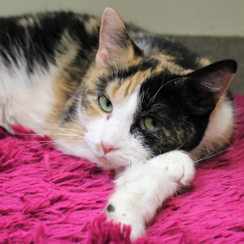 Omelette thumbnail 3