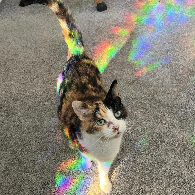 Omelette thumbnail 4