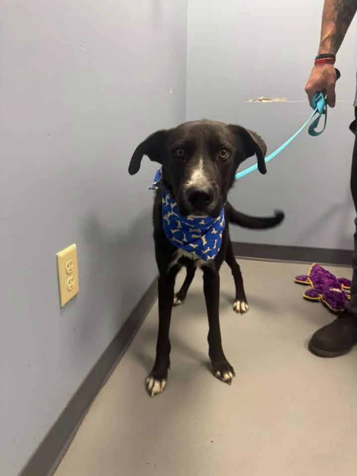 An adult medium-sized male Black Labrador Retriever dog named Singer for adoption in Zanesville, OH