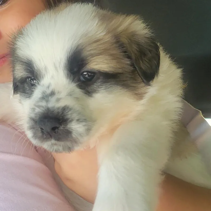 A baby small-sized female White / Cream Great Pyrenees dog named Grub for adoption in Waco, TX