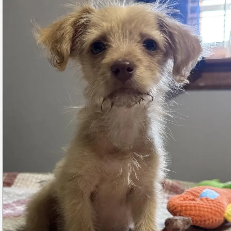 A baby small-sized female Yellow / Tan / Blond / Fawn Terrier dog named Gretchen for adoption in Brainerd, MN