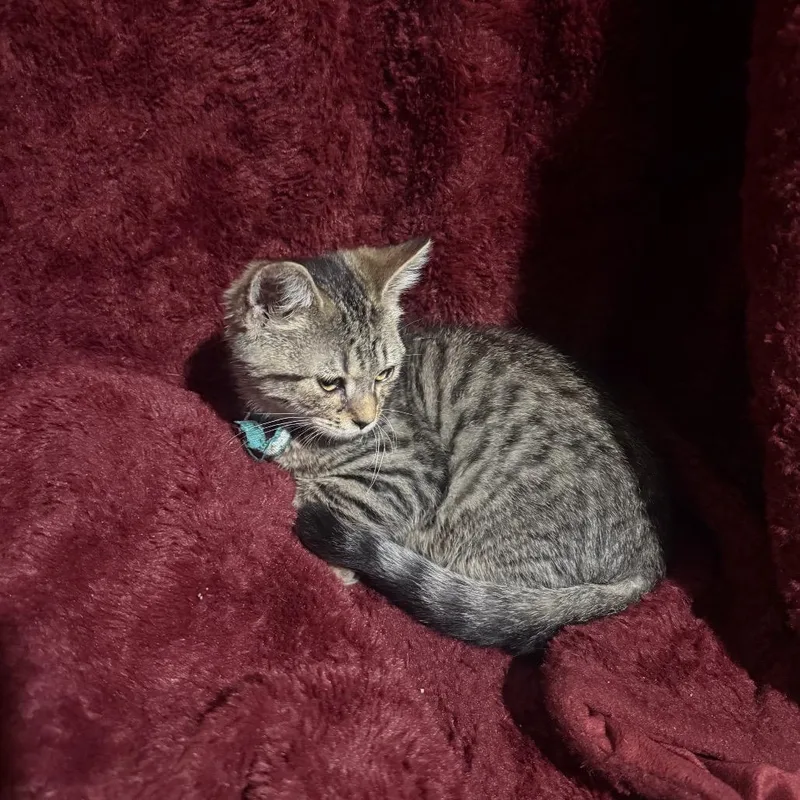 A baby small-sized male Domestic Short Hair cat named Moon  The Tabby for adoption in Ringtown, PA