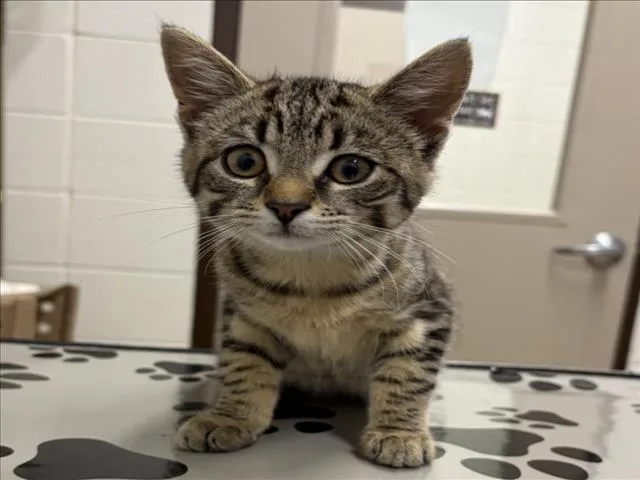 A baby small-sized female Domestic Short Hair cat named Shazbat for adoption in Derwood, MD