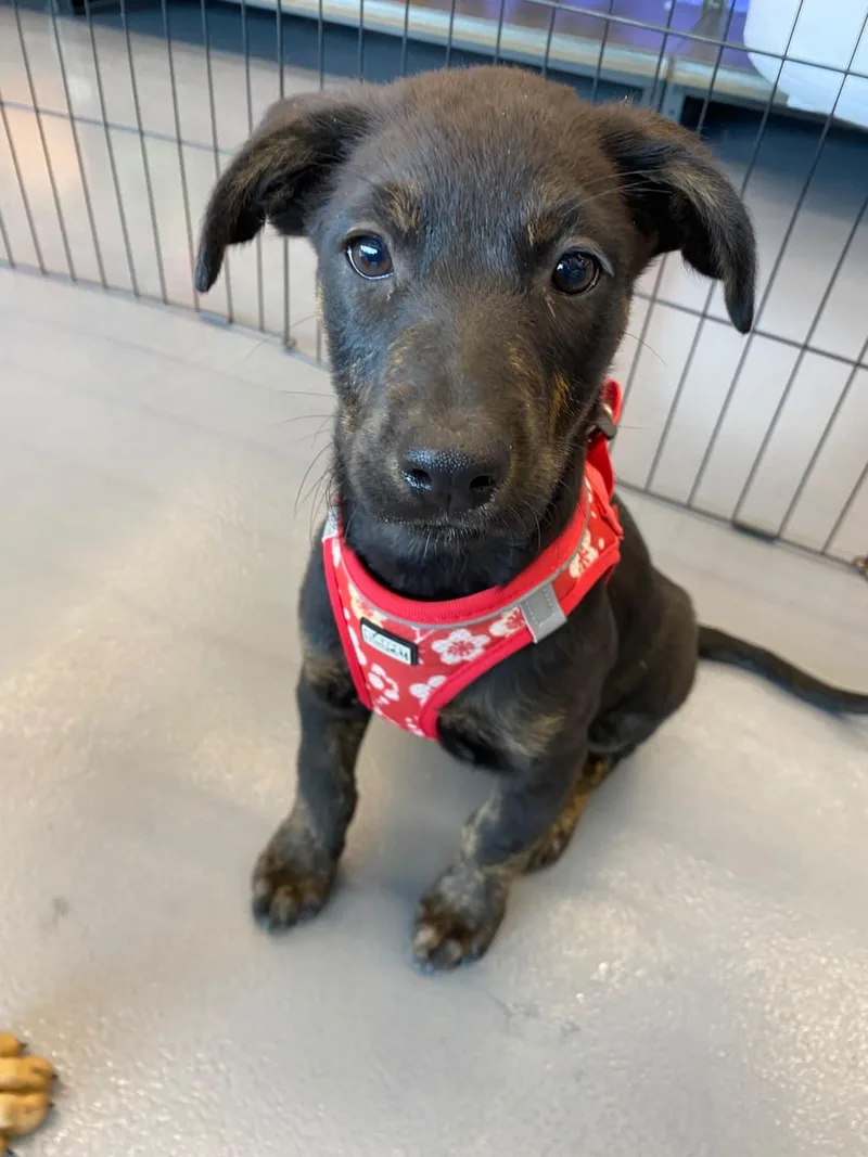 A baby medium-sized female Black Labrador Retriever dog named Lucia for adoption in Austin, TX