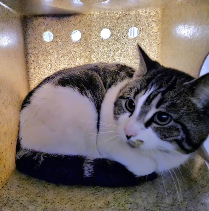An adult medium-sized male Domestic Short Hair cat named Thackery for adoption in Hagerstown, MD