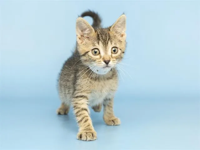 A baby small-sized male Domestic Short Hair cat named Hook for adoption in Phoenix, AZ