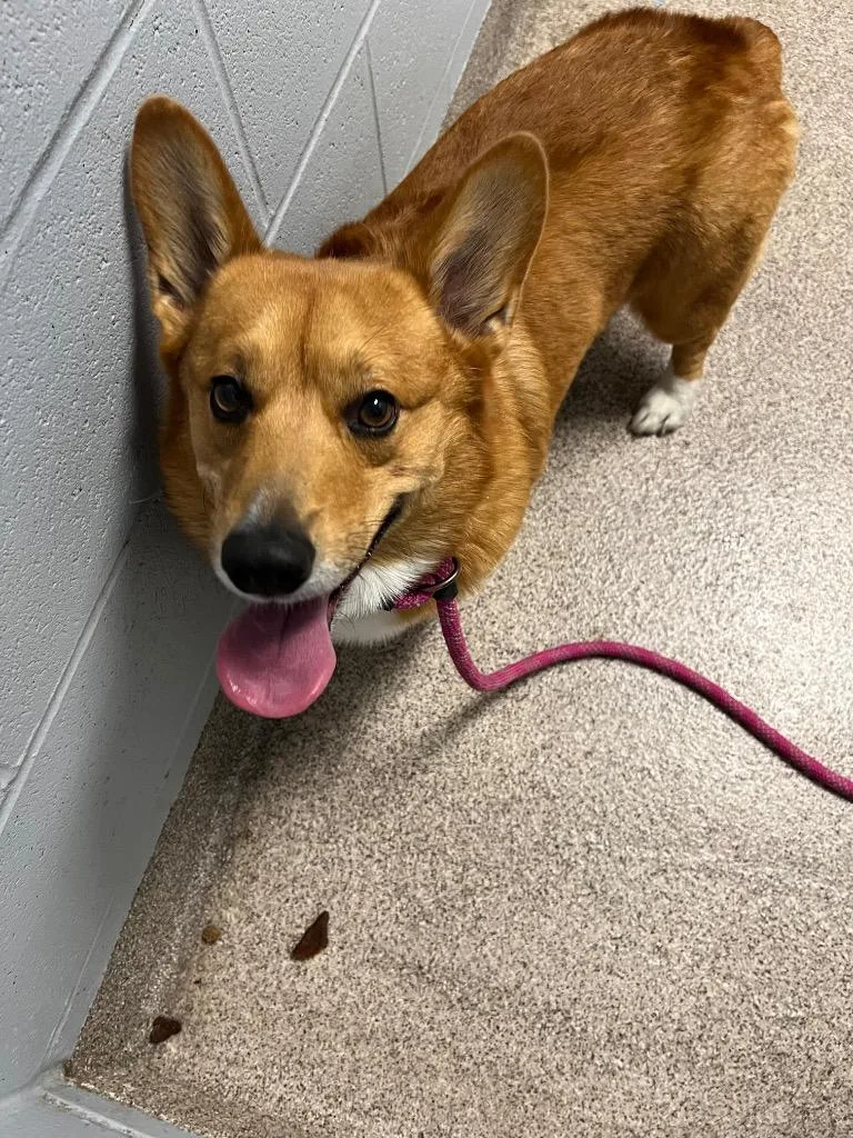 An adult medium-sized male Corgi dog named Muffin for adoption in Troy, OH