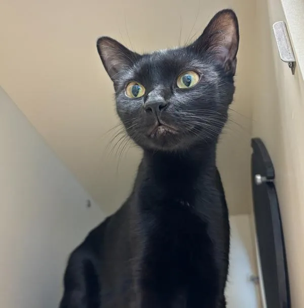 A young small-sized female Domestic Short Hair cat named Emma Frost for adoption in Silverdale, WA