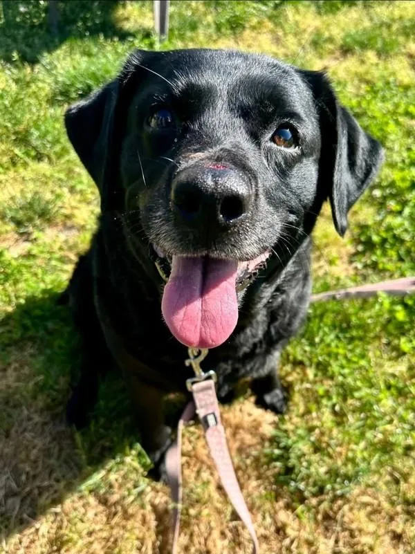 An adult large-sized female Labrador Retriever dog named Britta for adoption in Salem, OR