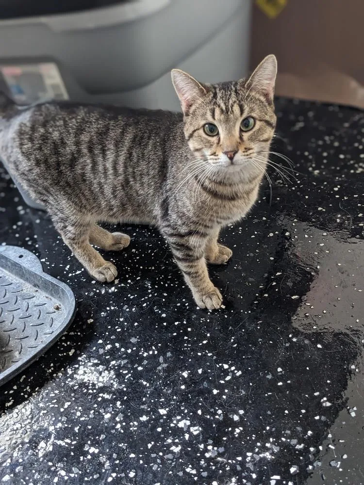 An adult medium-sized male Gray / Blue / Silver Domestic Short Hair cat named Tiger for adoption in Lewisburg, TN