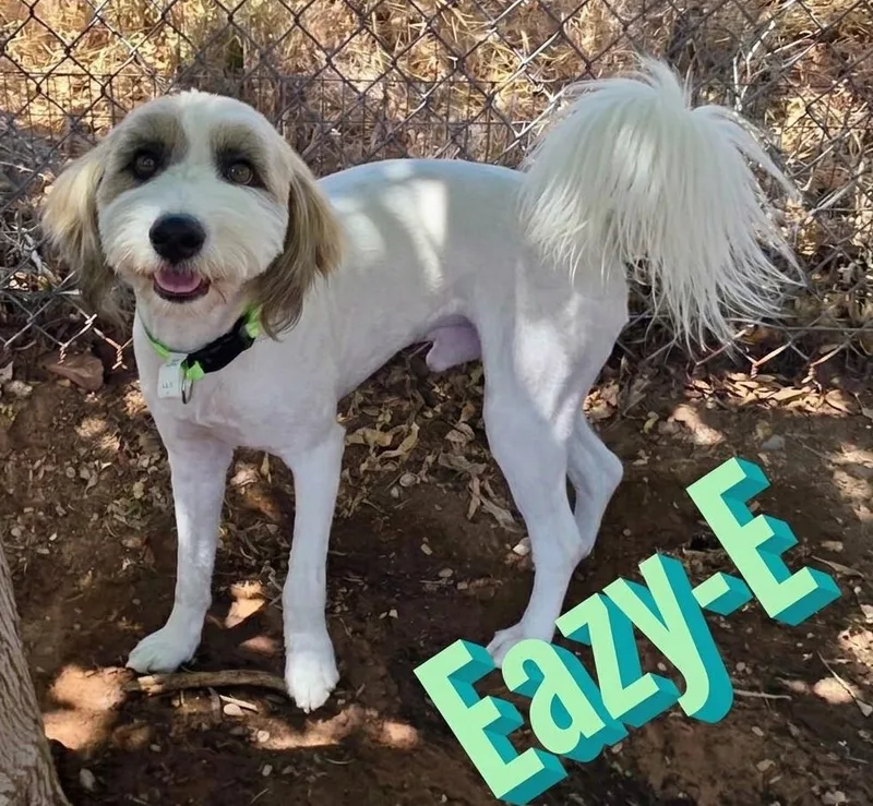 An adult medium-sized male Aussiedoodle dog named Eazy E for adoption in Saint George, UT
