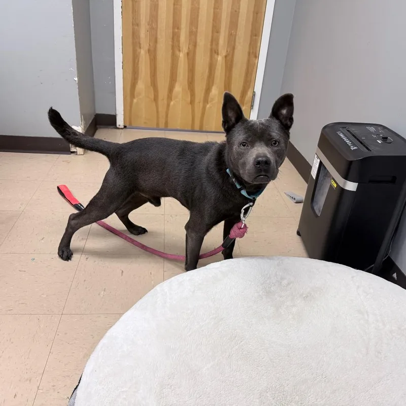 An adult medium-sized male Gray / Blue / Silver Mixed Breed dog named Blue for adoption in Auburn, AL