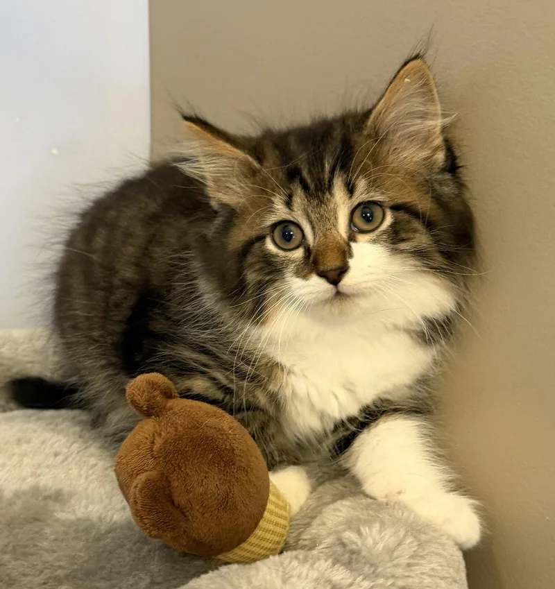 A baby medium-sized male Domestic Short Hair cat named Squirt for adoption in Elkins, WV