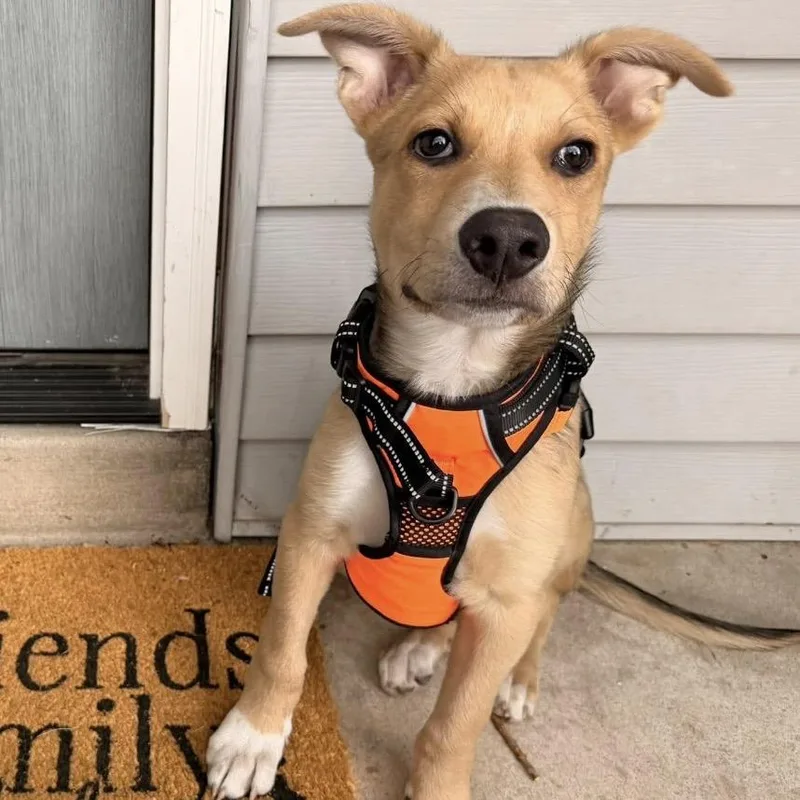 A baby medium-sized male Shepherd dog named Wyatt for adoption in Parker, CO