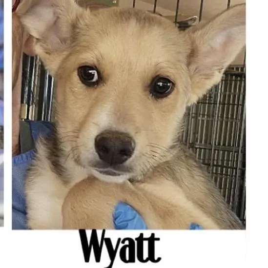 Wyatt thumbnail 3