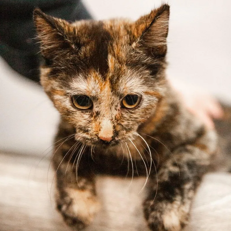 Jigglypuff thumbnail 2