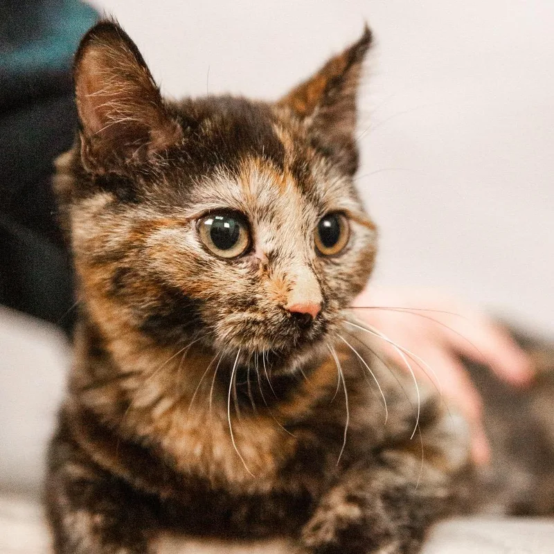 Jigglypuff thumbnail 3