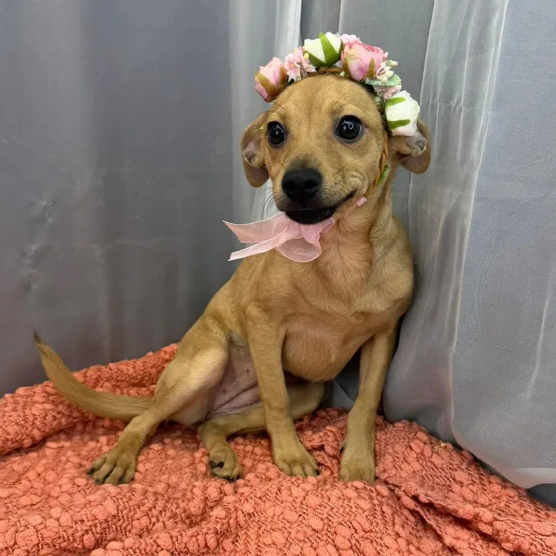 A baby small-sized female Brown / Chocolate Chihuahua dog named Kolache for adoption in Foley, AL