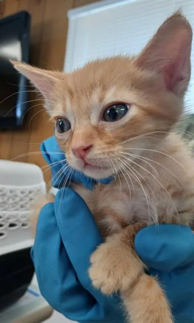 A baby small-sized male Domestic Short Hair cat named Curly for adoption in Lodi, CA