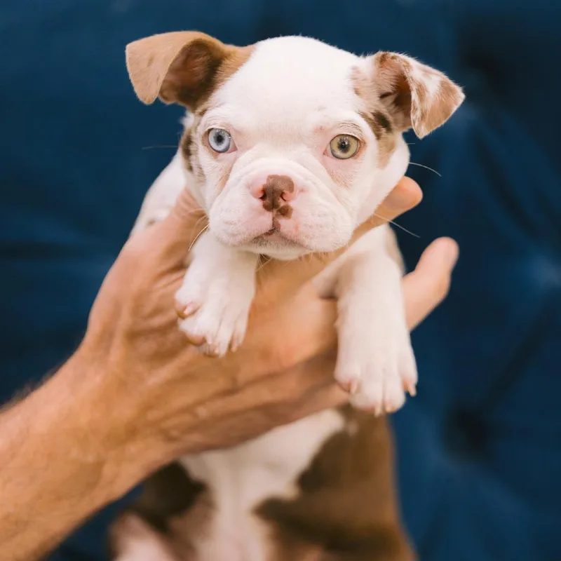 A baby small-sized female Boston Terrier dog named Nutmeg for adoption in Zionsville, IN