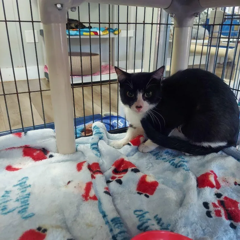 A young medium-sized male American Shorthair cat named Jacob for adoption in Naples, FL
