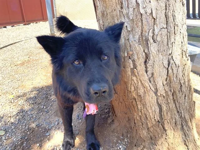 An adult large-sized female Chow Chow dog named Roxy for adoption in Phoenix, AZ